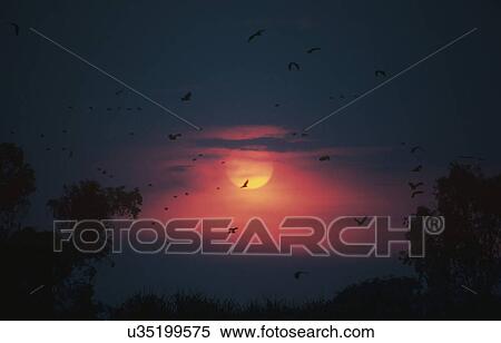 Sunset View Large Photo Image Stock Photography - Sunset. Fotosearch