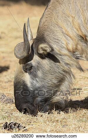 Stock Image - Takin. Fotosearch