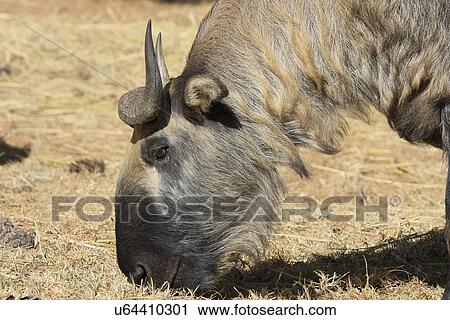 Stock Image - Takin. Fotosearch