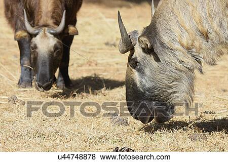 Takin View Large Photo Image Stock Photo - Takin. Fotosearch