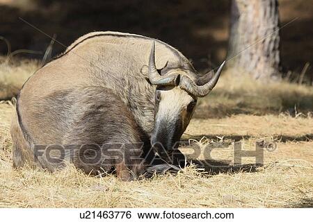 Takin View Large Photo Image Stock Photograph - Takin. Fotosearch
