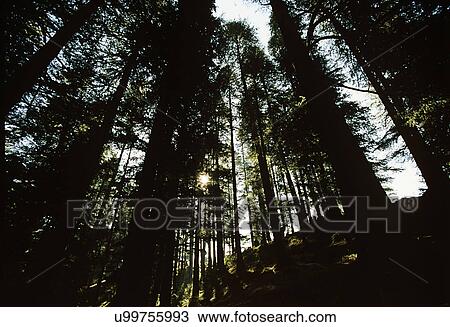 Tall trees in Manali View Large Photo Image Stock Image - Tall trees in Manali. Fotosearch