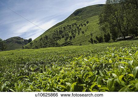 Tea estate View Large Photo Image Stock Photograph - Tea estate. Fotosearch