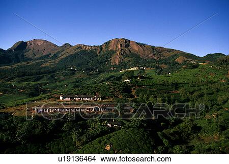 Tea estates View Large Photo Image Picture - Tea estates. Fotosearch
