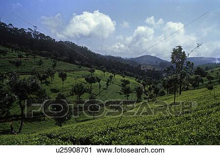 Tea field View Large Photo Image Stock Image - Tea field. Fotosearch