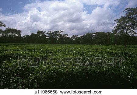 Tea gardens View Large Photo Image Stock Photo - Tea gardens. Fotosearch