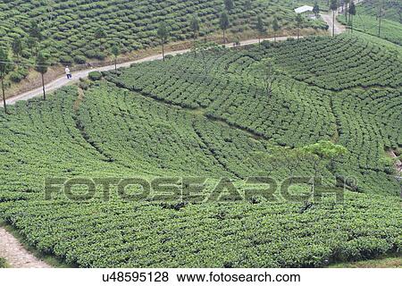 Stock Photo - Tea gardens . Fotosearch