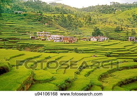 Terrace farming View Large Photo Image Stock Photo - Terrace farming. Fotosearch