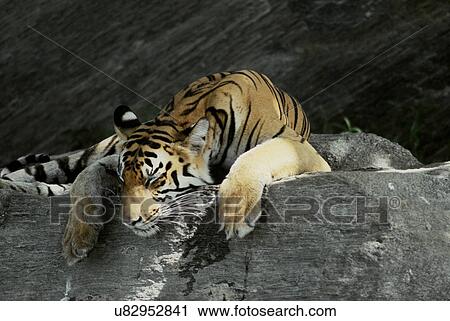 Tiger View Large Photo Image Stock Image - Tiger. Fotosearch