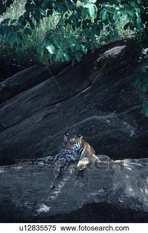 Tiger View Large Photo Image Stock Photography - Tiger. Fotosearch