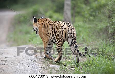 Tiger walking on the road View Large Photo Image Stock Image - Tiger walking on the road. Fotosearch