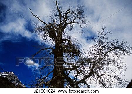 Tree View Large Photo Image Picture - Tree. Fotosearch