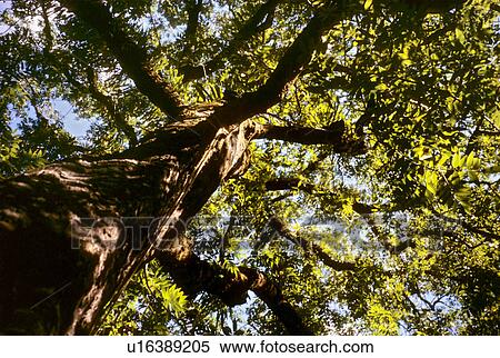 Tree View Large Photo Image Stock Photography - Tree. Fotosearch