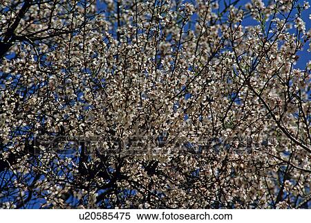 Tree View Large Photo Image Stock Photography - Tree. Fotosearch