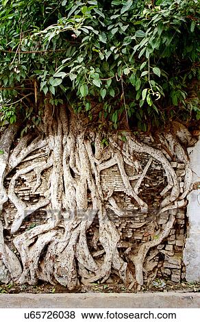 Tree through a wall View Large Photo Image Stock Photo - Tree through a wall. Fotosearch
