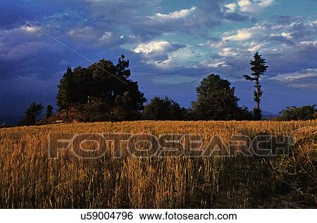 Trees View Large Photo Image Stock Photograph - Trees. Fotosearch