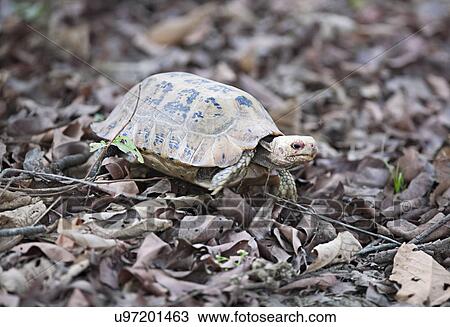 Turtle walking on leaf litter View Large Photo Image Stock Image - Turtle walking on leaf litter. Fotosearch