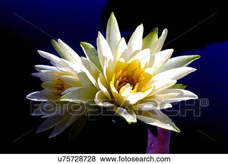 Stock Photo - Water Lily. Fotosearch