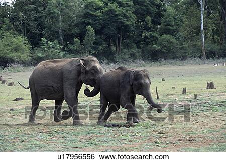 Wild elephants View Large Photo Image Stock Photograph - Wild elephants. Fotosearch
