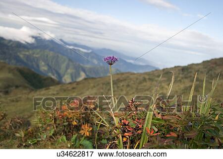 Stock Photo - Wild flowers at Phalut . Fotosearch