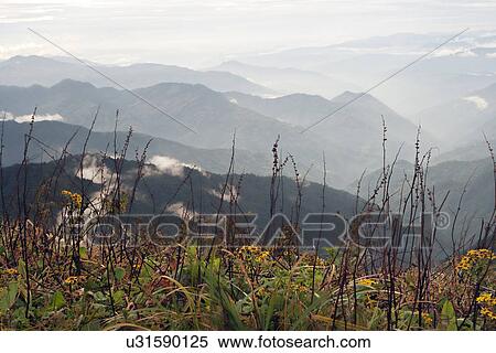 Wild flowers at Phalut View Large Photo Image Stock Photography - Wild flowers at Phalut . Fotosearch