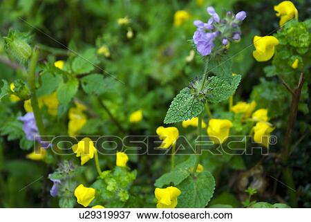 Wild flowers View Large Photo Image Stock Photo - Wild flowers . Fotosearch