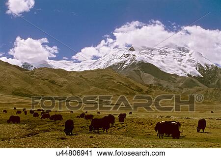 Yak View Large Photo Image Stock Image - Yak. Fotosearch