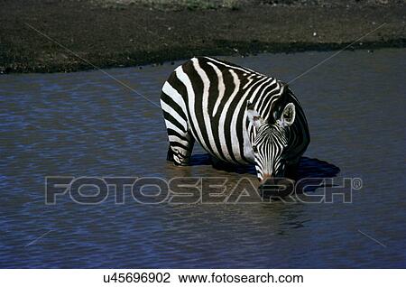 Zebra View Large Photo Image Stock Image - Zebra. Fotosearch