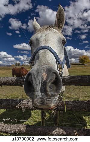 Close up horse snoot, near Ridgway, Colorado View Large Photo Image Stock Image - Close up horse snoot, near Ridgway, Colorado. Fotosearch