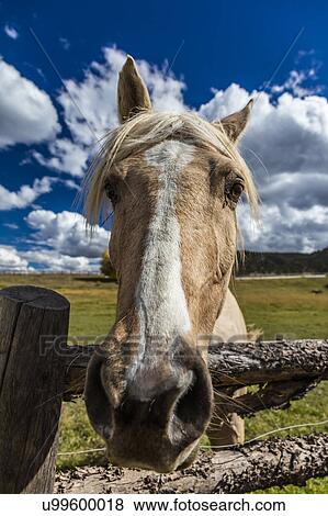 Stock Photo - Close up horse snoot, near Ridgway, Colorado. Fotosearch