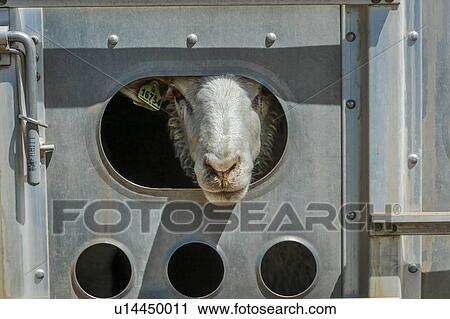 Closeup of sheep on truck on Hastings Mesa near Ridgway, Colorado from truck View Large Photo Image Stock Image - Closeup of sheep on truck on Hastings Mesa near Ridgway, Colorado from truck. Fotosearch