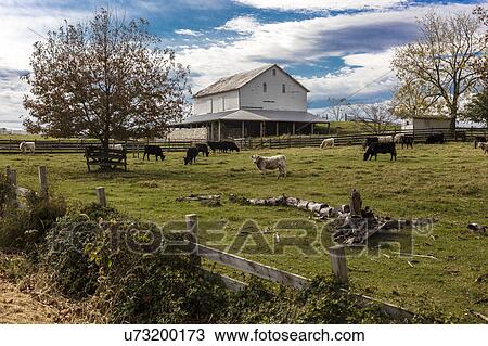 Cows graze in grassy field in front of white barn, rural Virginia View Large Photo Image Stock Image - Cows graze in grassy field in front of white barn, rural Virginia. Fotosearch