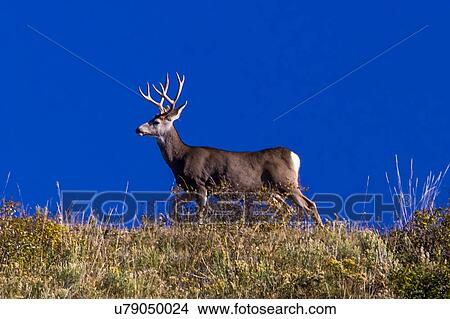 Deer and Blue Sky outside of Ridgway, Colorado View Large Photo Image Picture - Deer and Blue Sky outside of Ridgway, Colorado. Fotosearch