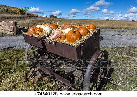 Display of Halloween Pumpkins, Hastings Mesa, Colorado - near Ridgway View Large Photo Image Stock Photo - Display of Halloween Pumpkins, Hastings Mesa, Colorado - near Ridgway. Fotosearch
