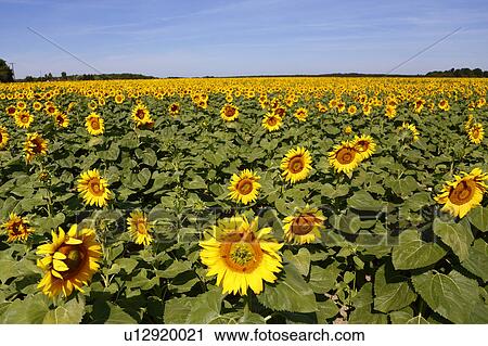 Field of Yellow SunFlowers, Helianthus annuus, south of Paris, Loire Valley, France View Large Photo Image Stock Image - Field of Yellow SunFlowers, Helianthus annuus, south of Paris, Loire Valley, France. Fotosearch