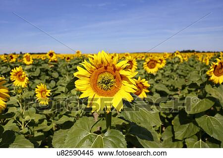 Field of Yellow SunFlowers, Helianthus annuus, south of Paris, France View Large Photo Image Stock Photography - Field of Yellow SunFlowers, Helianthus annuus, south of Paris, France. Fotosearch