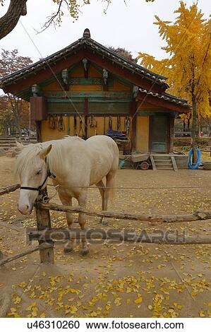 Stock Image - Horse in autumn color at Namsangol traditional folk village, Seoul, South Korea. Fotosearch
