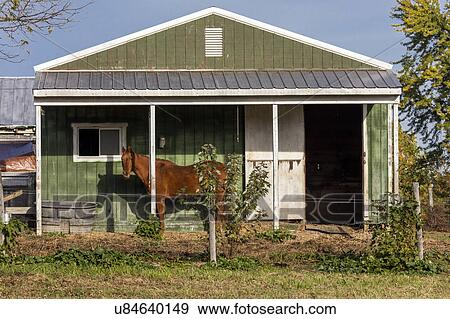 Horse stands in front of green barn, backroads of Virginia View Large Photo Image Stock Photo - Horse stands in front of green barn, backroads of Virginia. Fotosearch