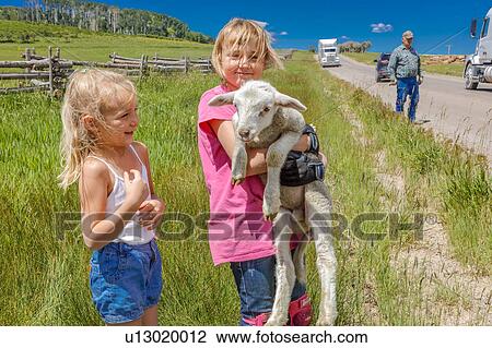 Little girl holds sheep on Hastings Mesa near Ridgway, Colorado from truck View Large Photo Image Stock Image - Little girl holds sheep on Hastings Mesa near Ridgway, Colorado from truck. Fotosearch