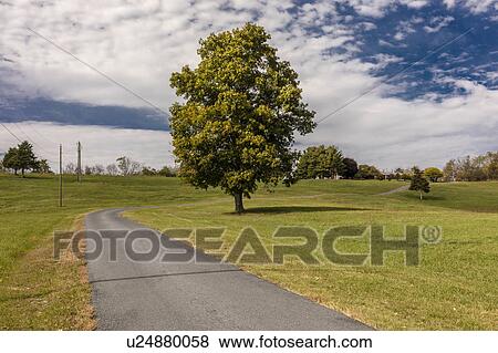 Lone Tree and curved road/driveway in rural Virginia View Large Photo Image Stock Photo - Lone Tree and curved road/driveway in rural Virginia. Fotosearch