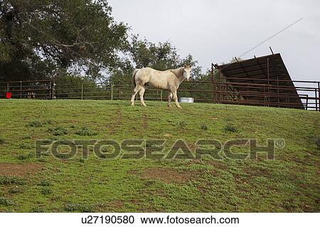 Stock Image - Oak View, California, USA, December 15, white horse in green field. Fotosearch