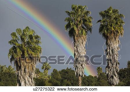 Oak View, California, USA, March 1, 2015, full rainbow over rain storm in Ojai Valley, with Palm Trees View Large Photo Image Stock Image - Oak View, California, USA, March 1, 2015, full rainbow over rain storm in Ojai Valley, with Palm Trees. Fotosearch