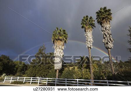 Oak View, California, USA, March 1, 2015, full rainbow over rain storm in Ojai Valley, 3 Palm Trees View Large Photo Image Stock Image - Oak View, California, USA, March 1, 2015, full rainbow over rain storm in Ojai Valley, 3 Palm Trees. Fotosearch