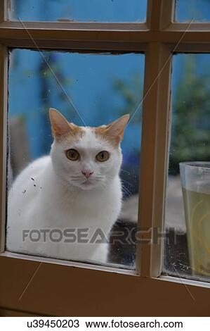 Paris Cat looks through window at photographer, France View Large Photo Image Stock Image - Paris Cat looks through window at photographer, France. Fotosearch