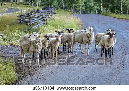 Sheep graze on Hastings Mesa near Ridgway, Colorado from truck View Large Photo Image Picture - Sheep graze on Hastings Mesa near Ridgway, Colorado from truck. Fotosearch