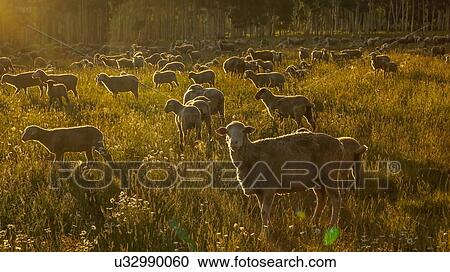 Stock Image - Sheep graze on Hastings Mesa near Ridgway, Colorado from truck. Fotosearch