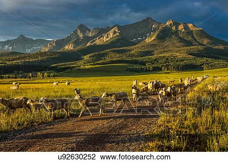 Sheep graze on Hastings Mesa near Ridgway, Colorado from truck View Large Photo Image Stock Image - Sheep graze on Hastings Mesa near Ridgway, Colorado from truck. Fotosearch