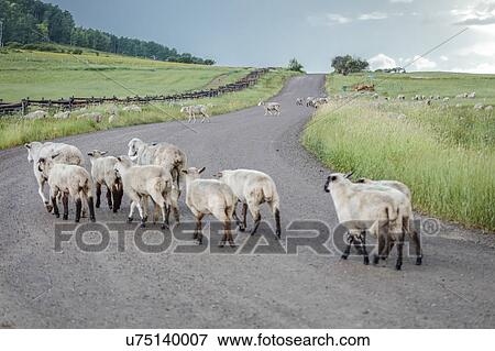Sheep graze on Hastings Mesa near Ridgway, Colorado from truck View Large Photo Image Stock Photo - Sheep graze on Hastings Mesa near Ridgway, Colorado from truck. Fotosearch