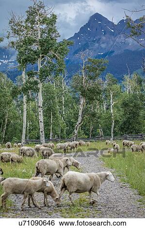 Stock Photograph - Sheep graze on Hastings Mesa near Ridgway, Colorado from truck. Fotosearch