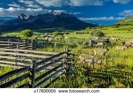 Sheep graze on Hastings Mesa near Ridgway, Colorado from truck View Large Photo Image Stock Photography - Sheep graze on Hastings Mesa near Ridgway, Colorado from truck. Fotosearch